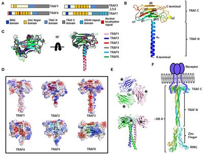 Structure of TRAF Family: Current Understanding of Receptor Recognition